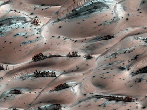 v11-500x375 Появились снимки марсианских лесов 